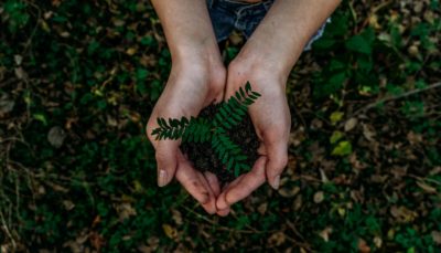 Holding plant